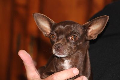Close-up of hand holding puppy