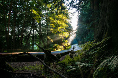 Trees in forest