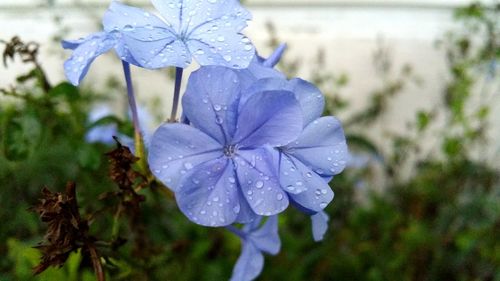 Close-up of wet purple flower blooming outdoors