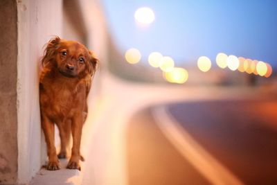 Portrait of a dog