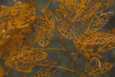 Close-up of yellow flowering plant