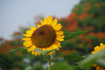 Close-up of yellow sunflower