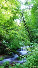 Trees in forest