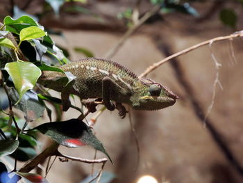 Close-up of a lizard on plant