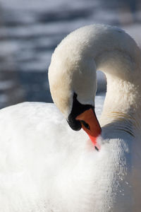 Close-up of swan swimming on lake