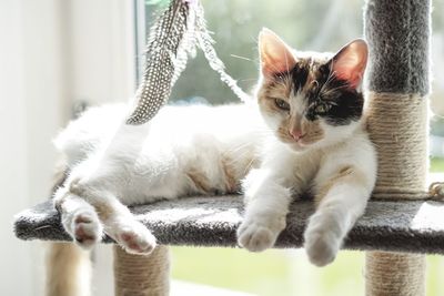 Kitten relaxing 