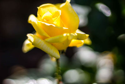 Close-up of yellow flower blooming outdoors