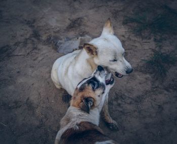 High angle view of dog