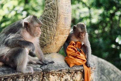 Two monkeys sitting on tree