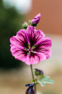 Close-up of pink flowering plant