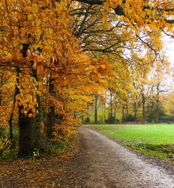 Road amidst trees during autumn