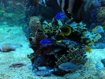 Close-up of fish swimming in aquarium