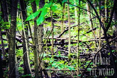 View of trees in forest