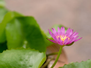 Close-up of pink flowering plant