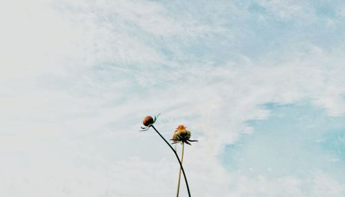 Low angle view of flowering plant against sky