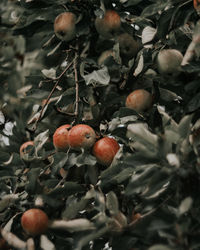 Close-up of fruits growing on tree