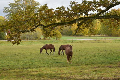 Horses grazing in a field