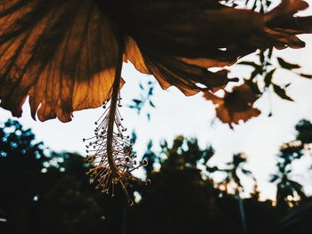 Close-up of tree branch