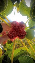 Close-up of flower plant