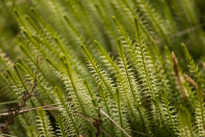 Close-up of fresh green plant