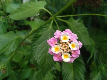 Close-up of pink flowering plant