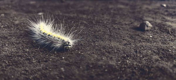 Close-up of insect on wood