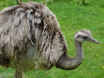 Close-up of duck on field