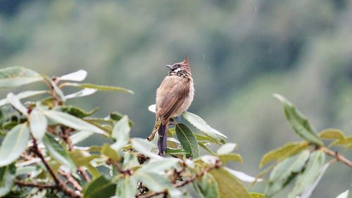 Close-up of bird perching on plant