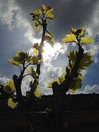 Low angle view of yellow flower tree against sky