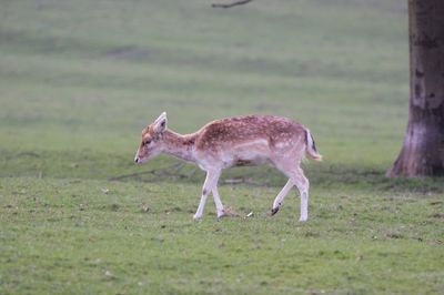 Side view of deer grazing on field