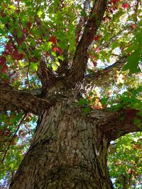 Low angle view of tree