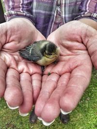 Close-up of a hand holding bird