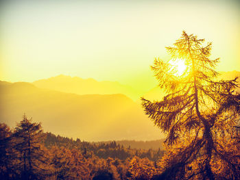 Scenic view of pine trees against sky during sunset