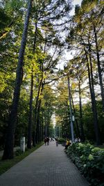 People walking along trees