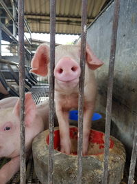 Close-up of pig in cage