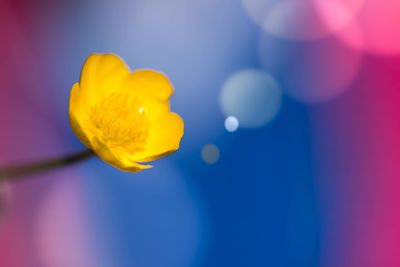 Close-up of yellow flower against blue background