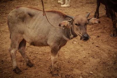 Lion standing in a field
