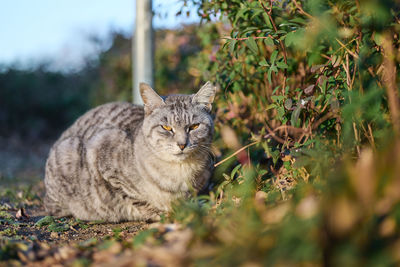 Portrait of a cat on field