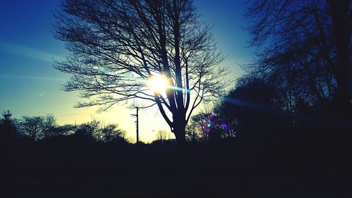 Silhouette of trees at sunset