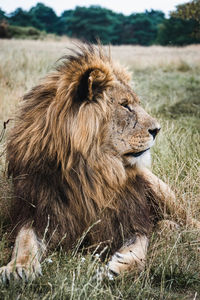 Profile shot of male lion