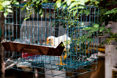 Hen in cage