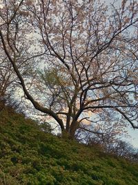 Low angle view of tree against sky