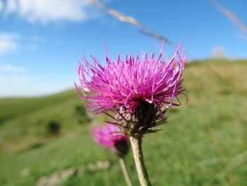 Close-up of thistle flower on field