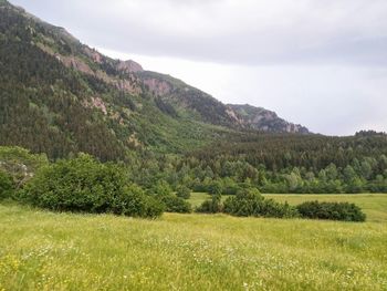 Scenic view of grassy field against sky