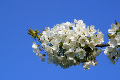 Close up of fruit flowers in the earliest springtime