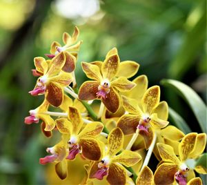 Close-up of orchids on plant