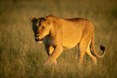 Lioness walks through tall grass eyeing camera