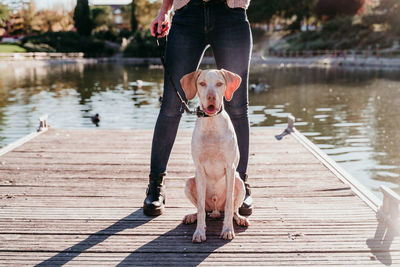 Dog on pier over lake