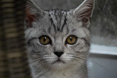 Close-up portrait of cat