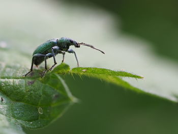 Close-up of ant on leaf